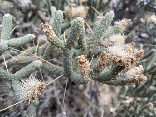Branched Pencil Cholla