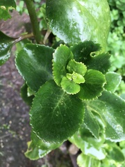 Kalanchoe densiflora
