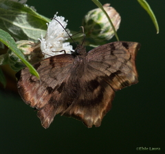 Achlyodes busirus rioja