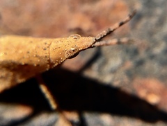 Orthoptera