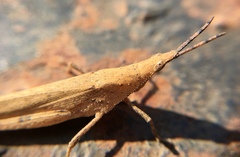 Orthoptera