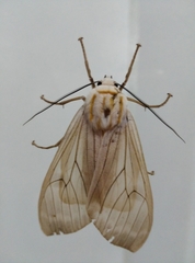 Lepidoptera