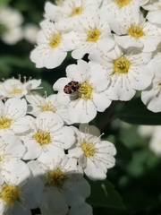 Anthrenus scrophulariae