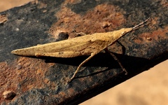 Orthoptera