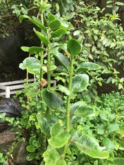 Kalanchoe densiflora