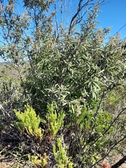 Brachylaena discolor