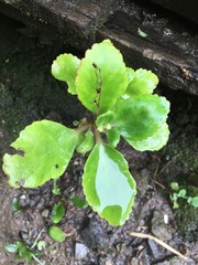 Kalanchoe densiflora