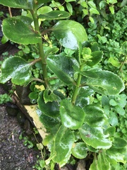 Kalanchoe densiflora