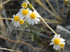 Thymophylla concinna