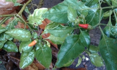 Capsicum frutescens