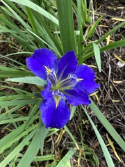 Iris × flexicaulis