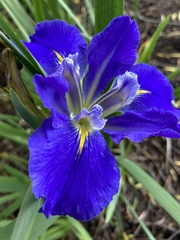 Iris × flexicaulis