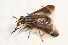 Chrysops sequax