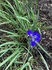 Iris × flexicaulis
