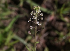 Lepidium virginicum menziesii