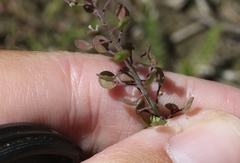 Lepidium virginicum menziesii