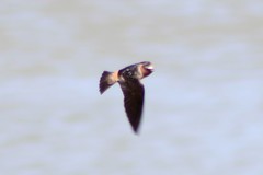 Petrochelidon pyrrhonota pyrrhonota