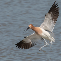 American Avocet photo 3