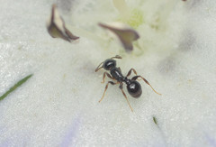 Temnothorax subditivus
