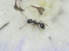 Temnothorax subditivus