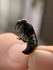 Indodynerus capitatus