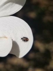 Anthrenus scrophulariae