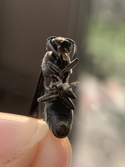 Indodynerus capitatus