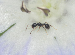 Temnothorax subditivus