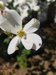 Anthrenus scrophulariae