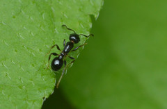 Temnothorax subditivus