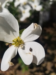 Anthrenus scrophulariae