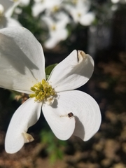 Anthrenus scrophulariae