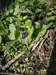 Viola odorata