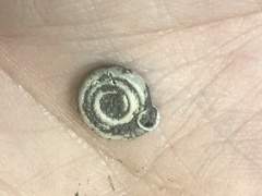 Polygyra septemvolva