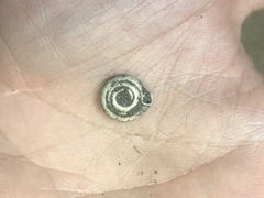 Polygyra septemvolva