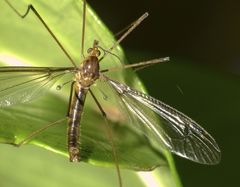 Leptotarsus mesocerus