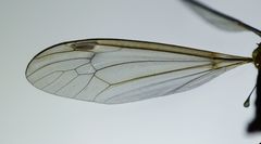 Leptotarsus mesocerus