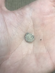 Polygyra septemvolva