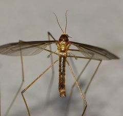 Leptotarsus mesocerus