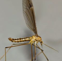 Leptotarsus mesocerus