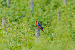 Platycercus elegans adelaidae
