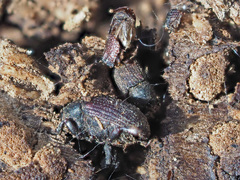 Hylesinus crenatus