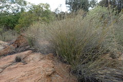 Aristida junciformis