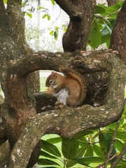 Tamiasciurus hudsonicus