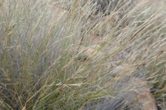 Aristida junciformis