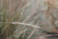 Aristida junciformis