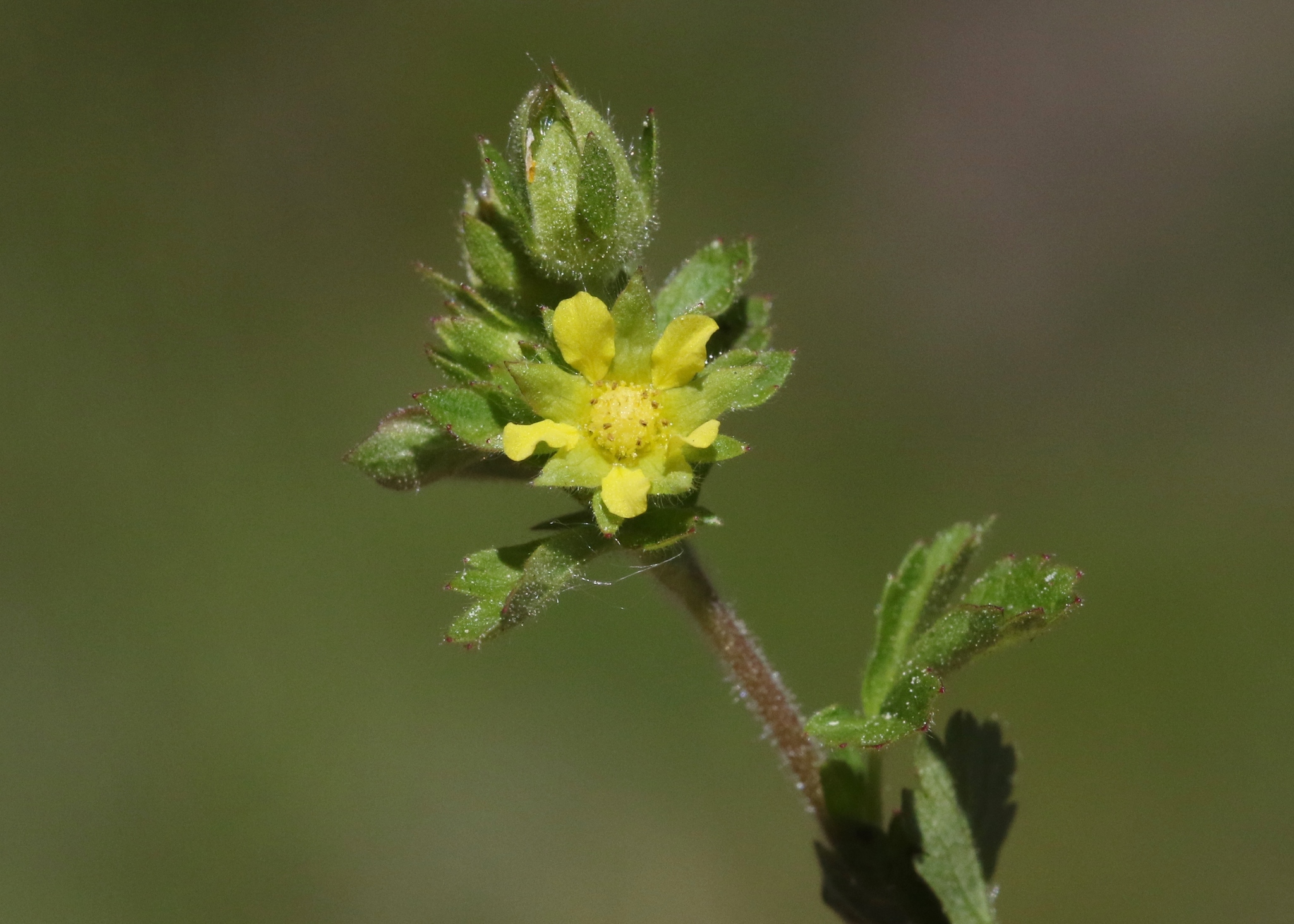 Potentilla biennis