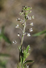 Lepidium virginicum menziesii