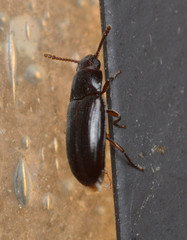 Pharaxonotha kirschii