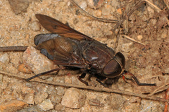 Tabanus proximus